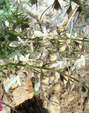 Fotografia 16 da espécie Teucrium pseudochamaepitys no Jardim Botânico UTAD