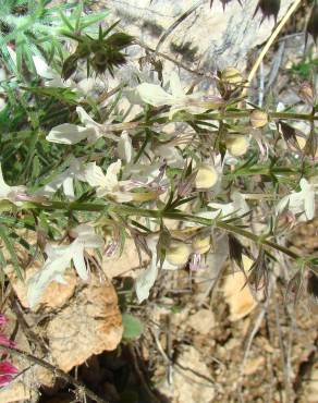 Fotografia 17 da espécie Teucrium pseudochamaepitys no Jardim Botânico UTAD