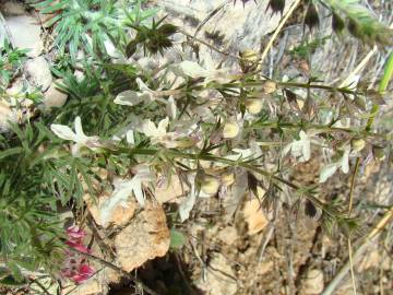 Fotografia da espécie Teucrium pseudochamaepitys