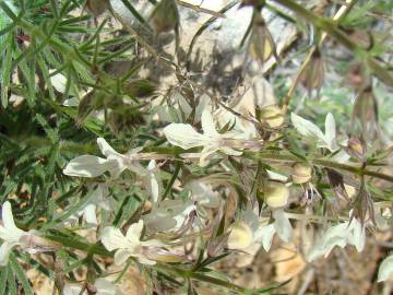 Fotografia da espécie Teucrium pseudochamaepitys