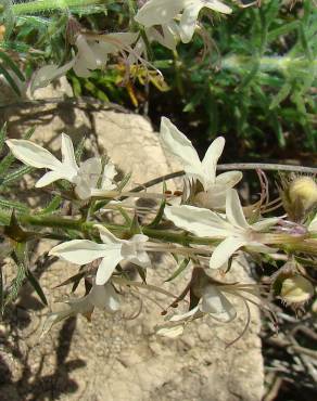 Fotografia 19 da espécie Teucrium pseudochamaepitys no Jardim Botânico UTAD