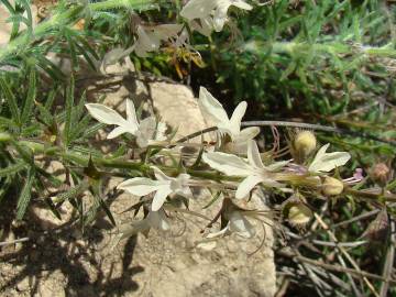 Fotografia da espécie Teucrium pseudochamaepitys