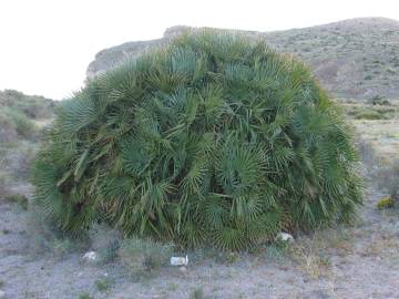 Fotografia da espécie Chamaerops humilis