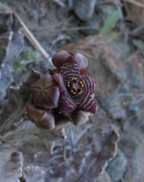 Fotografia 12 da espécie Caralluma europaea no Jardim Botânico UTAD