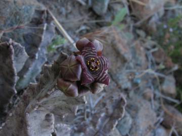 Fotografia da espécie Caralluma europaea