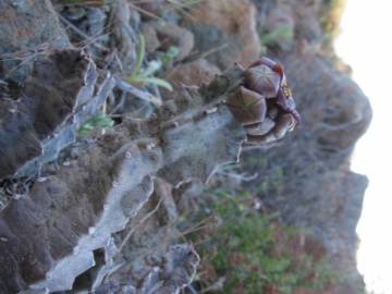 Fotografia da espécie Caralluma europaea