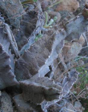 Fotografia 14 da espécie Caralluma europaea no Jardim Botânico UTAD