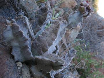 Fotografia da espécie Caralluma europaea