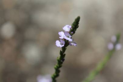 Fotografia da espécie Verbena officinalis