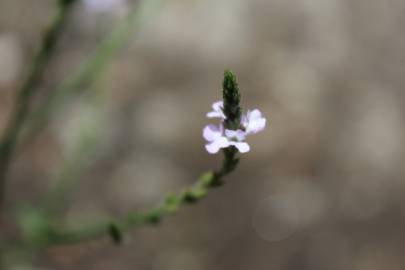 Fotografia da espécie Verbena officinalis