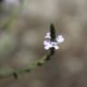 Fotografia 18 da espécie Verbena officinalis do Jardim Botânico UTAD
