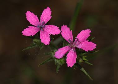 Fotografia da espécie Dianthus armeria subesp. armeria