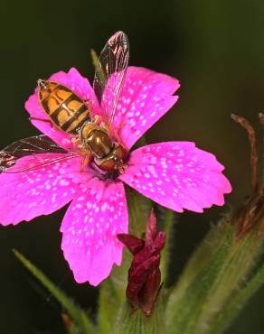 Fotografia 16 da espécie Dianthus armeria subesp. armeria no Jardim Botânico UTAD