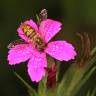 Fotografia 16 da espécie Dianthus armeria subesp. armeria do Jardim Botânico UTAD