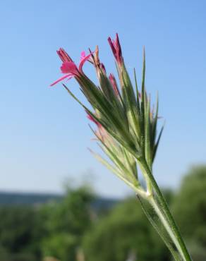 Fotografia 17 da espécie Dianthus armeria subesp. armeria no Jardim Botânico UTAD