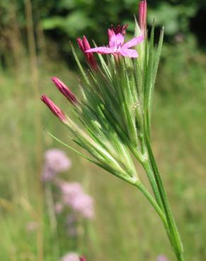 Fotografia 18 da espécie Dianthus armeria subesp. armeria no Jardim Botânico UTAD