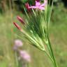 Fotografia 18 da espécie Dianthus armeria subesp. armeria do Jardim Botânico UTAD