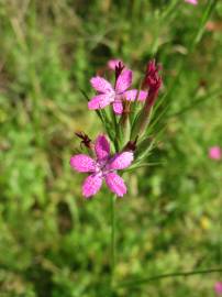 Fotografia da espécie Dianthus armeria subesp. armeria