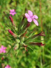 Fotografia da espécie Dianthus armeria subesp. armeria