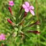 Fotografia 20 da espécie Dianthus armeria subesp. armeria do Jardim Botânico UTAD