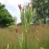 Fotografia 21 da espécie Dianthus armeria subesp. armeria do Jardim Botânico UTAD