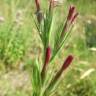 Fotografia 22 da espécie Dianthus armeria subesp. armeria do Jardim Botânico UTAD
