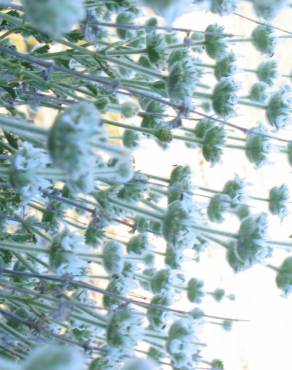 Fotografia 10 da espécie Sideritis hirsuta subesp. hirsuta no Jardim Botânico UTAD