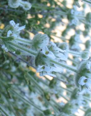 Fotografia 11 da espécie Sideritis hirsuta subesp. hirsuta no Jardim Botânico UTAD