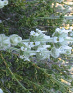 Fotografia 12 da espécie Sideritis hirsuta subesp. hirsuta no Jardim Botânico UTAD