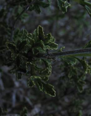 Fotografia 13 da espécie Sideritis hirsuta subesp. hirsuta no Jardim Botânico UTAD