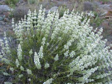 Fotografia da espécie Sideritis hirsuta subesp. hirsuta