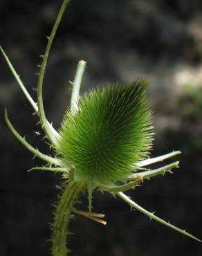 Fotografia 15 da espécie Dipsacus fullonum no Jardim Botânico UTAD