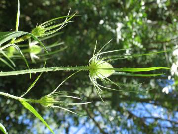 Fotografia da espécie Dipsacus fullonum