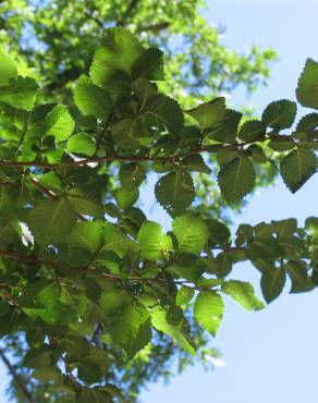 Fotografia 17 da espécie Ulmus minor no Jardim Botânico UTAD