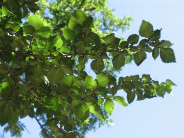 Fotografia da espécie Ulmus minor