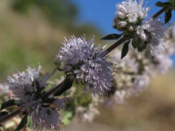 Fotografia da espécie Mentha pulegium