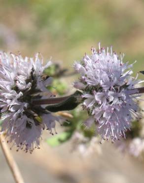 Fotografia 14 da espécie Mentha pulegium no Jardim Botânico UTAD