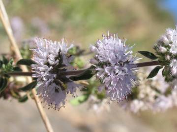 Fotografia da espécie Mentha pulegium