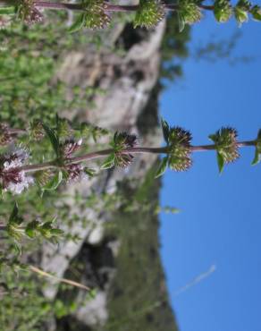 Fotografia 15 da espécie Mentha pulegium no Jardim Botânico UTAD