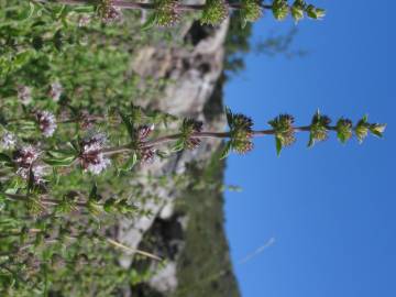 Fotografia da espécie Mentha pulegium