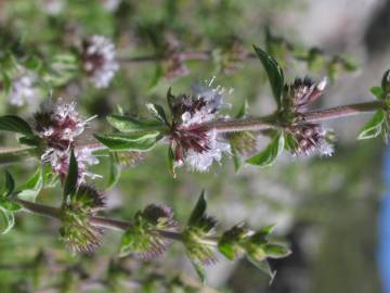 Fotografia da espécie Mentha pulegium