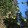 Fotografia 7 da espécie Crepis lampsanoides do Jardim Botânico UTAD
