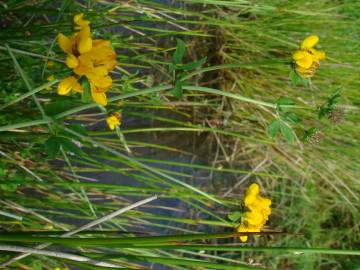 Fotografia da espécie Lotus pedunculatus