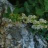 Fotografia 9 da espécie Teucrium salviastrum do Jardim Botânico UTAD