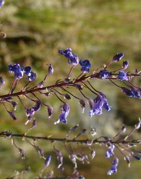 Fotografia 6 da espécie Anarrhinum longipedicellatum no Jardim Botânico UTAD