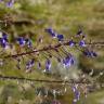 Fotografia 6 da espécie Anarrhinum longipedicellatum do Jardim Botânico UTAD