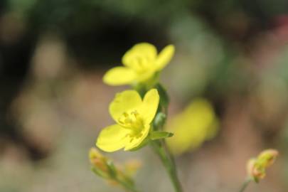 Fotografia da espécie Eruca vesicaria