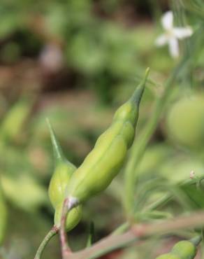 Fotografia 18 da espécie Raphanus raphanistrum subesp. sativus no Jardim Botânico UTAD