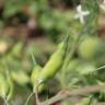 Fotografia 18 da espécie Raphanus raphanistrum subesp. sativus do Jardim Botânico UTAD