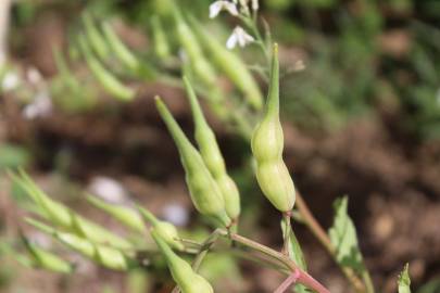 Fotografia da espécie Raphanus raphanistrum subesp. sativus